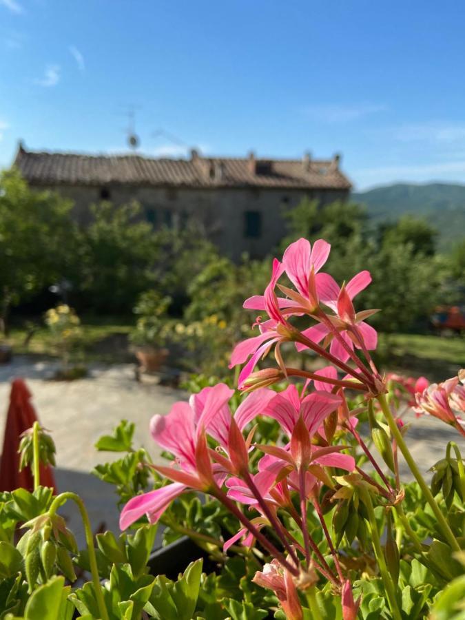 Agriturismo La Via Dell'Oliviera Ciciano Exterior foto